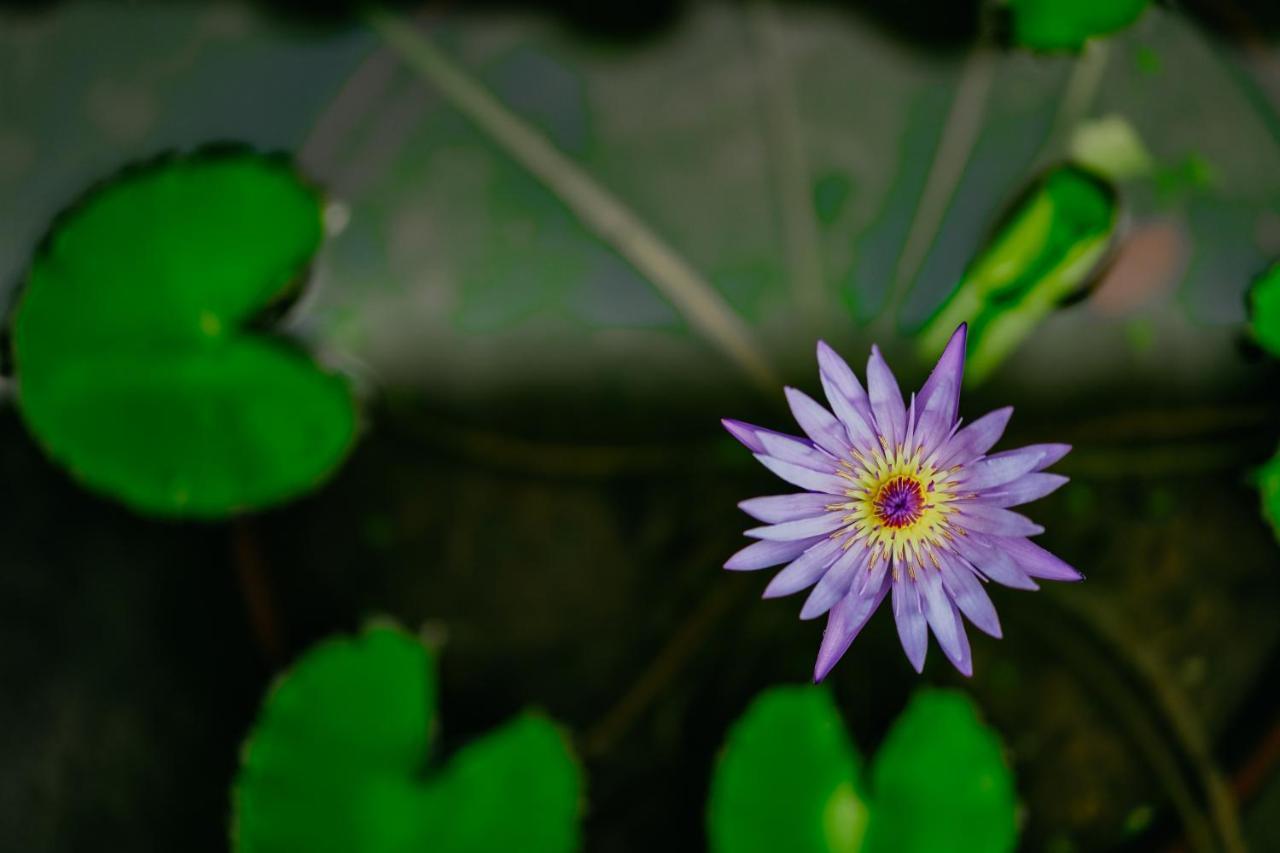 Jungle Lotus Villas Ubud Eksteriør bilde